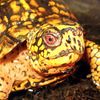 Escaped Turtle In Inwood Not Exactly A Top Priority For Park Rangers